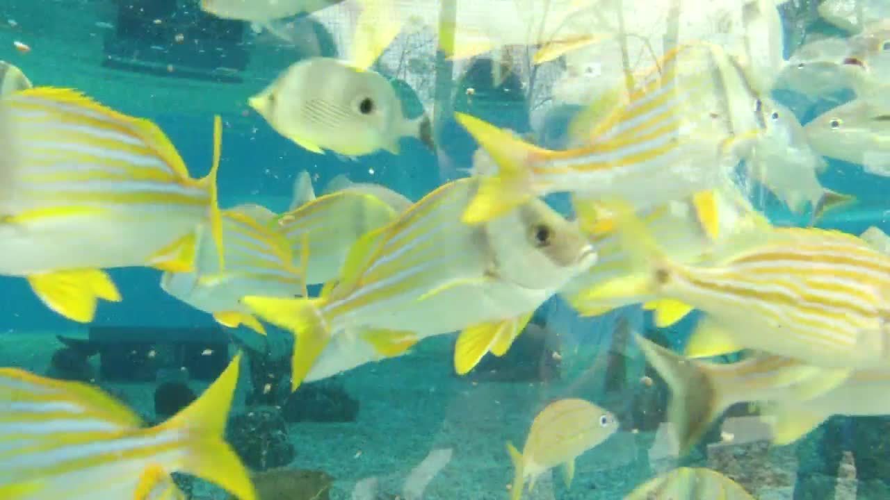 St. Augustine Aquarium takes visitors under the sea